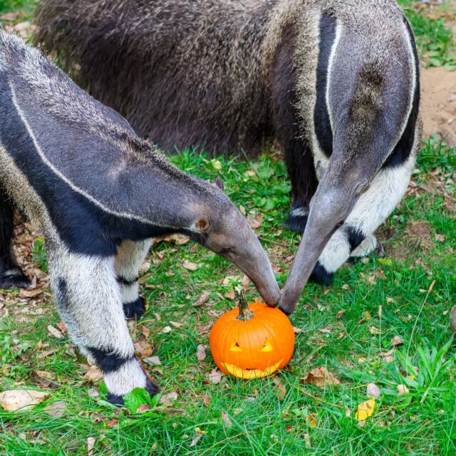 Happy first day of fall! 🍂🎃