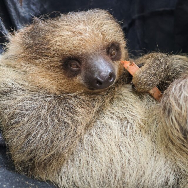 Scout knows it's a curl up with a snack and take a nap kind of day 🥱