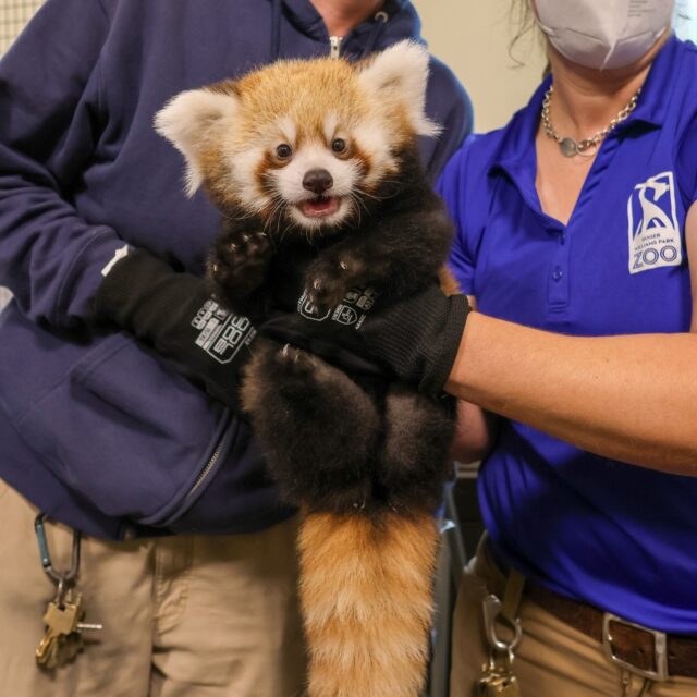 🚨 Our red panda kits have names! Introducing Katara (1st) and Sokka (2nd) ❤️ Inspired by the iconic brother–sister duo from Avatar: The Last Airbender! 

These tiny siblings are already showing big personalities, and we can’t wait to share more of their journey as they continue to grow. 🥰