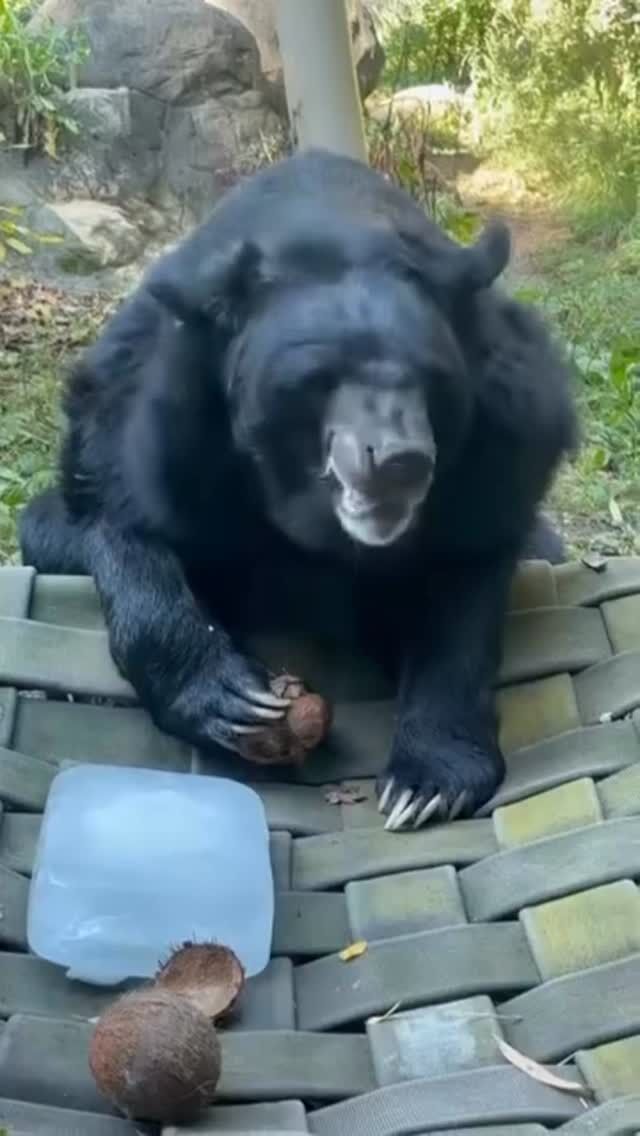 It’s Fat Bear Week! George is celebrating with a delicious coconut treat. 🥥

Fat Bear Week is a fun celebration of bears bulking up for their winter hibernation. While George doesn’t actually hibernate during the winter, he does still enjoy lots of snacks!

📸 Keeper Bri