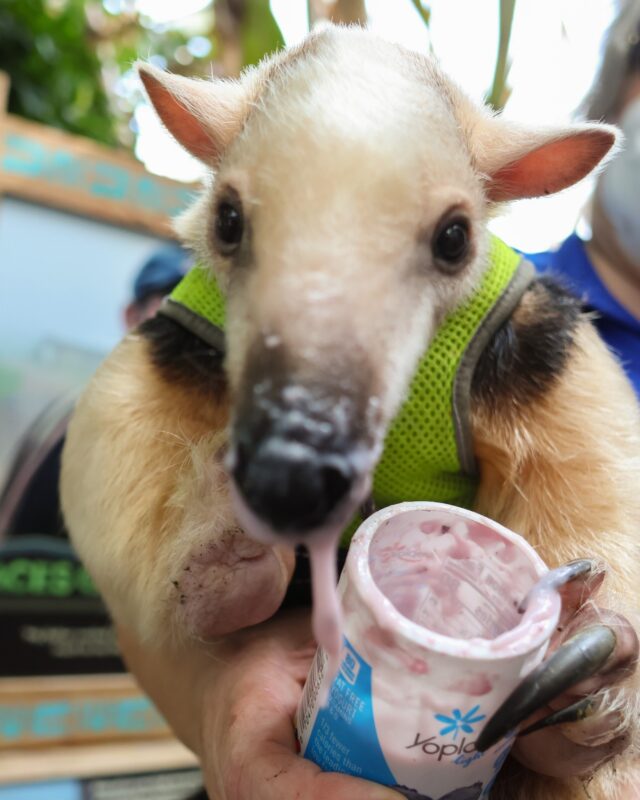 We interrupt your feed with Sal enjoying a sweet treat 😋