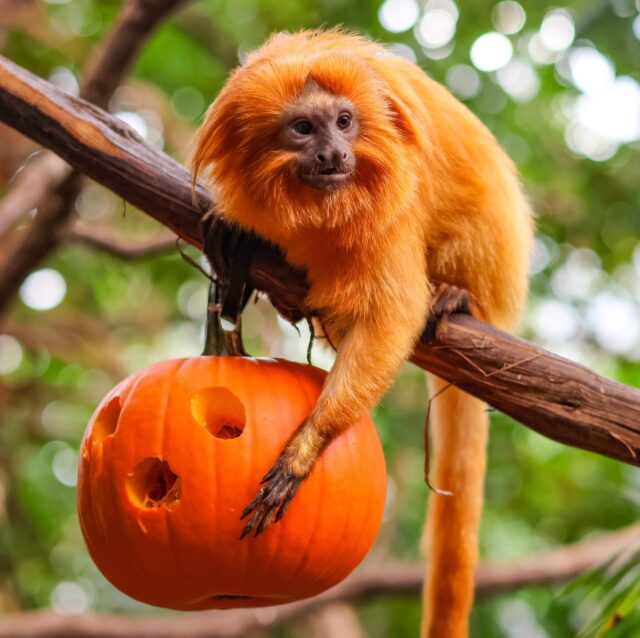 Trying to get into the pumpkin spice vibes when it's 80 degrees 😅🎃