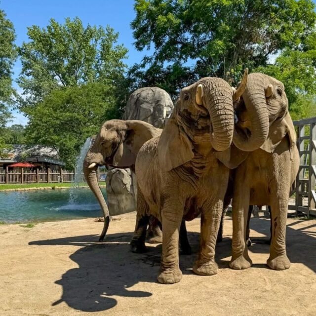 📢 Zoo hours are changing with the seasons! 🍂 Starting tomorrow (10/14) we will be closed on Tuesdays and Wednesdays. We will be open Thursday - Monday from 10am to 4pm for the fall & winter. We hope to see you at the Zoo soon for some fall fun! 

📸 Keeper Brett