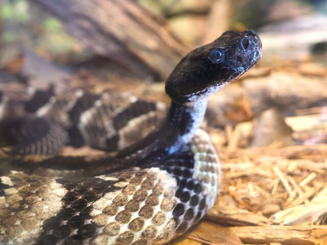 Think snakes are spooky? Think again! 🐍👻 Timber Rattlesnakes are actually silent guardians of our environment. During "spooky season," it's easy to misunderstand creatures like these. Snakes are incredibly beneficial, helping to keep rodent populations in check and maintaining balance in their habitats.
