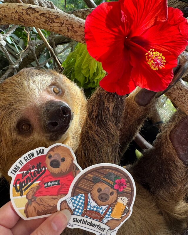 When you're this cute, every hour is happy hour! 😍 Celebrate Slothtoberfest with us at @gansettbeerpvd Oct 12–15!

Enjoy a specialty Slothtoberfest Beer or Hibiscus Lime Seltzer! 10% of sales fund The Science of Sloths, supporting vital education, research, and conservation.

Join us for a family-friendly sloth talk Sunday, Oct 13 at 5:30 PM or stop by for Sloth Trivia on Monday, Oct 14 at 6 PM! 

And make sure to GRAB your own limited-edition sloth sticker while you can!

Take it slow, drink a Gansett, save a sloth! 🦥🍻

P.S. We’re so honored to host this year’s International Sloth Symposium, bringing together sloth conservationists from around the world!
