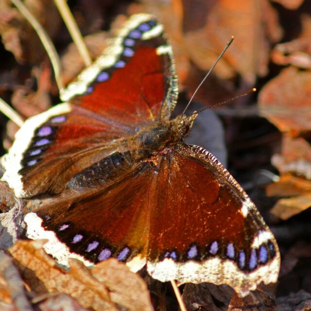 Pumpkin spice isn't the only thing worth falling for this season! 🍂✨ Leaves aren't litter, they’re food and shelter for butterflies, bees, amphibians and more! Plus, they naturally decompose into nutrient-rich organic matter (yay, free fertilizer!).

DYK Americans dispose of over 35 million tons of yard waste annually? Many times, those tossed leaves contain about 45% of your spring butterfly and moth populations! Instead of bagging them up, consider keeping them where they fall to give our wild friends the best chance to thrive through the winter.
#leavetheleaves #autumnvibes
