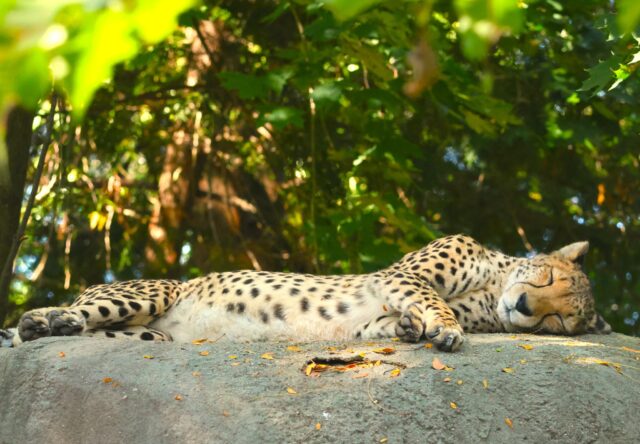 A fall afternoon cat nap 🍂 

Did you know cheetahs sleep around 12 hours a day? These diurnal cats are most active during the cooler mornings and evenings, but rest is very important for conserving their energy for high-speed hunts.
