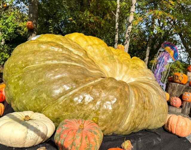 Oh my gourd! 🤯 We have a record breaking squash on the Jack-O-Lantern trail. 🎃 Visitors to this year’s Jack-O-Lantern Spectacular will see something truly giant; a world-record-breaking squash weighing in at an amazing 2,200 pounds!

The massive squash was grown by local farmer Joe Jutras of Scituate, R.I., who has been partnering with the Zoo for years to provide pumpkins for the trail every fall. Jutras, a long-time competitive grower, holds multiple records for his Atlantic Giant pumpkins and squashes, but this year’s achievement tops them all.

“We’re thrilled to showcase Joe’s incredible world-record squash as part of this year’s Spectacular,” said Mike Finizza of Passion for Pumpkins, the Zoo’s partner for this annual event. “His dedication and skill have contributed to the event’s success for many years, and this record-breaking squash is the perfect addition to our show this year.”

Squash your FOMO and plan your visit now: www.rwpzoo.org/jols 🎃
