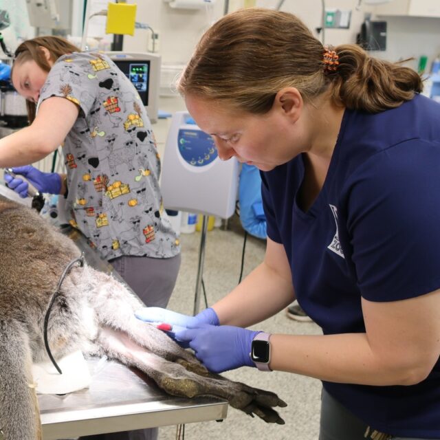 It's Vet Tech Appreciation Week! 👏🏼 We are always proud to shout out one of our incredible vet techs, Abby Nickolopoulos CVT, VTS (Zoo)! 

Abby is one of only 20 vet techs in the country certified with the Veterinary Technician Specialty in Zoological Medicine [VTS-Zoo] and we are so grateful for her dedication and expertise in this field. 

Vet techs are the helping hands, hearts, and dedication behind every checkup and recovery. Thank you for all you do! 💙 #VetTechWeek