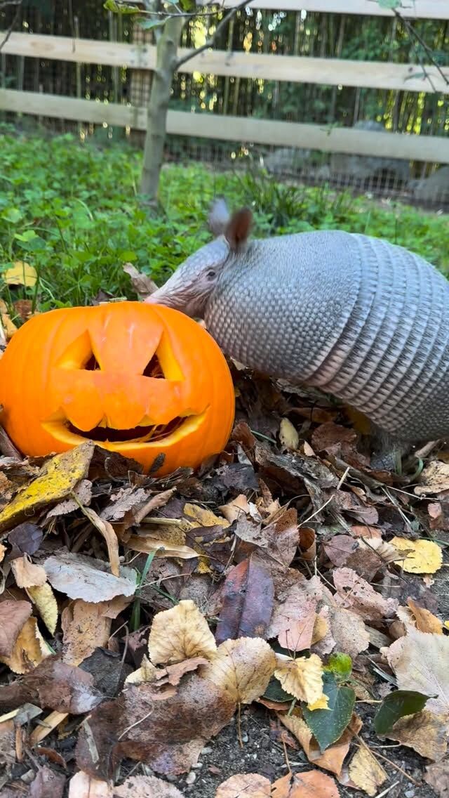 When I say I really like pumpkin, this is what I mean 🎃 Our armadillos had a real gourd time carving into their pumpkin enrichment filled with buggy treats 😋

Thank you @confredafarms for generously donating pumpkins for our animals to enjoy again this year! 🧡

#pumpkinseason #pumpkins #adorableanimals #enrichment #spookyseason