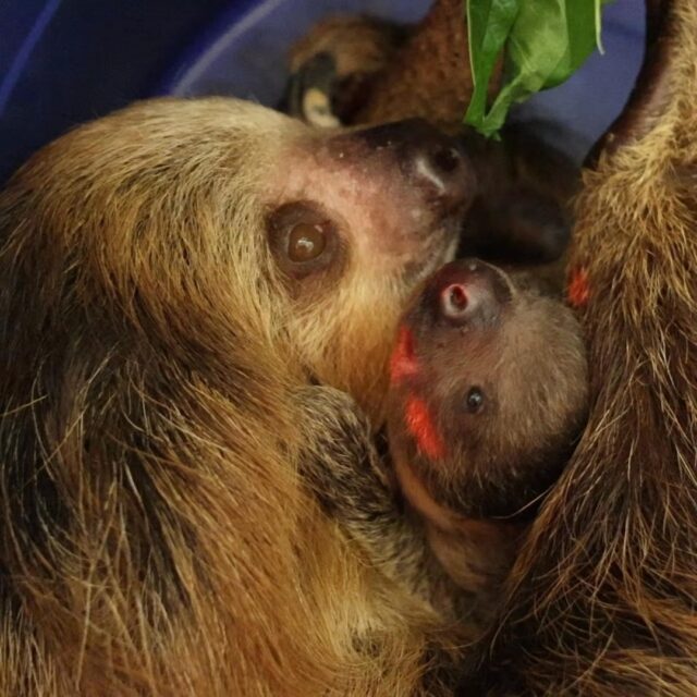 We have the most perfect reason to celebrate International Sloth Day: a sweet new baby sloth has joined our Zoo family! 🦥

Born on October 11 to mom Fiona and dad Riley, this adorable newborn is resting comfortably and bonding behind-the-scenes. 

Our team is keeping a watchful eye, but Fiona is doing a fantastic job, and both mom and baby are doing great. Please help us welcome this wonderful new addition! Join us in sending Fiona and her little one lots of love! 

#internationalslothday #sloth #babyanimals #zooborns