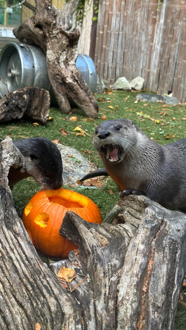 An otterly gourd time 🎃 

Keep an eye out for pumpkin enrichment tomorrow at Spooky Zoo! Thank you again to @confredafarms for generously donating pumpkins for our animals to enjoy for some festive enrichment! 

#pumpkins #pumpkinenrichment #animals #zoo #halloween