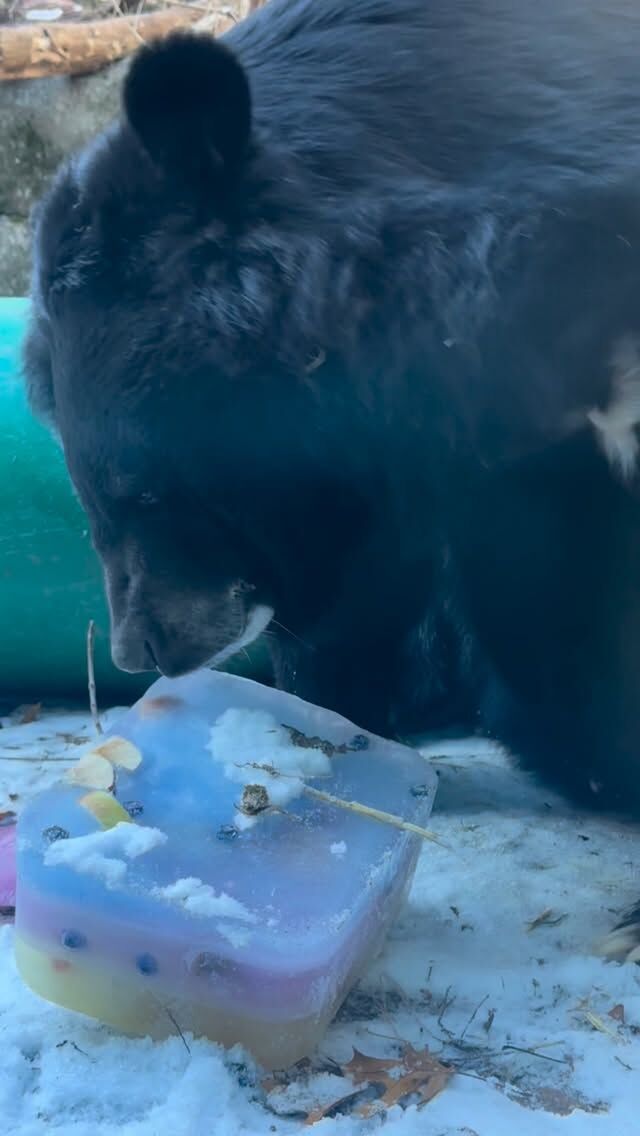 Paws for a minute to wish George a beary Happy 30th Birthday! 🎂🎉🥳 

George’s keeper Kim made him a delicious ice cake filled with his favorite fruits, and some staff came out to sing him Happy Birthday. It was a paw-some celebration of a special bear! George is one of the oldest living bears in human care in North America at 30 years old.