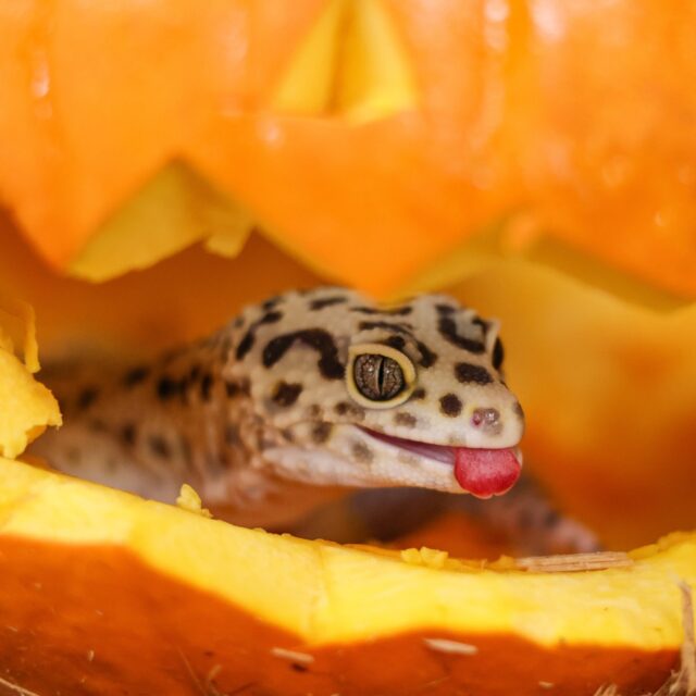 Reptile Awareness Day x Tongue Out Tuesday! 🦎🐍 We’re shining a light on some of our coolest cold-blooded residents. Skinks with their smooth, shiny scales, geckos that can climb almost anything, and snakes that slither with silent precision. Each plays an important role in keeping ecosystems balanced! 🌿💚 

#reptileawarenessday #reptilesofinstagram #zoo #animals #conservation