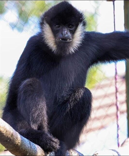 Swipe to hear a gibbon call! 🔊 On International Gibbon Day we are celebrating the acrobats of the animal world! These lesser apes swing through the treetops using a move called brachiation, reaching speeds up to 35 mph. With their long arms, strong grip, and incredible balance, they can soar up to 30 feet in a single swing!
 
Today and every day we appreciate these agile, vocal, and family-oriented primates who play a vital role in maintaining healthy forests. 🌳 Especially our very own white-cheeked gibbons, Ari & Quon! 🖤