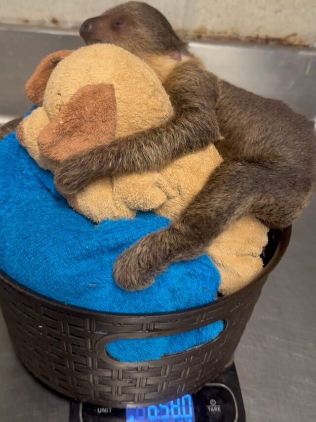 Say hello to Quint! 👋🏼 This little one is named after captain Quint from the movie Jaws! 🦈

Quint and mom Fiona are both doing well! During the most recent check-up, Quint is weighing in at about 1.5 pounds (about the weight of a loaf of bread) 🍞 and is growing beautifully by the day! More updates to come soon 🦥