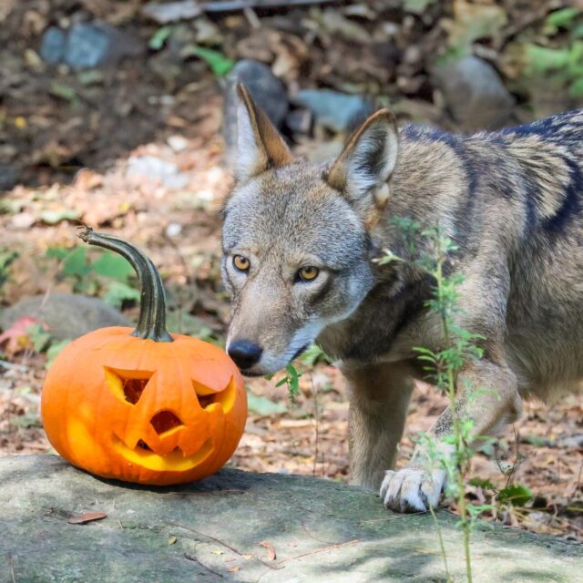 5 Reasons why you should join us today for our final Spooky Zoo! 👇🏼🍬👻 

🍬 Trick-or-treating that is safe & family-friendly
🎶 Rock-A-Baby performances
🎃 Visiting amazing animals & fun pumpkin enrichment
👻 Meet & Greets with costumed characters
🦇 Your visit supports wildlife conservation & education

10 am - 3 pm today Saturday, October 25th. We hope to see you for some spooktacular fun!