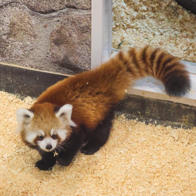 The wait is over! 🤩 Sokka, Katara, and Zan now be on habitat Thursday - Monday from 11am - 3pm. Come meet these adorable fluffballs and watch them climb and explore! 

Like all of our animal residents, they are given free access to their behind-the-scenes habitat, and it is not a guarantee that they will be visible upon your next visit.