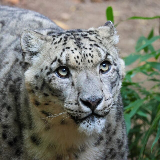 Today we're celebrating International Snow Leopard Day! 🐾🤍

Did you know these magnificent 'Ghosts of the Mountains' are a key indicator of the health of their high-mountain ecosystems across Asia? Protecting snow leopards and their habitats means protecting countless other species and vital water sources!

We're incredibly proud to be a participant in the Snow Leopard Trust’s Natural Partnerships Program. It's our way of helping to raise awareness and foster a love for these beautiful big cats and the critical work of wildlife conservation worldwide.

#snowleopards #conservation #InternationalSnowLeopardDay #Zoo