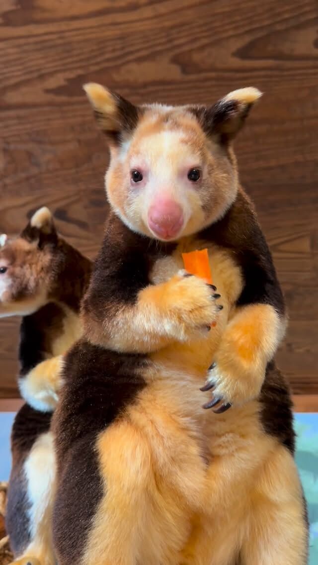 Ren and Keweng have something very important to say, so listen up! 📢

Can you believe how big Ren has gotten? She is almost the same size as momma Keweng! 🥹
•
•
#treekangaroo #asmr #crunch #adorableanimals #matschiestreekangaroo