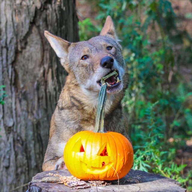 Happy Howl-O-Ween from Frye the red wolf 🎃 Wishing you all a safe, fun, and wild day of spooky festivities! 🕸️👻🐺

Pumpkins generously donated by @confredafarms 🧡