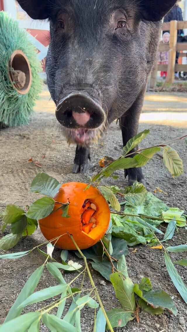 Let’s give em pumpkin to talk about 🎃

@confredafarms we really appreciate all of the pumpkins! 🎃