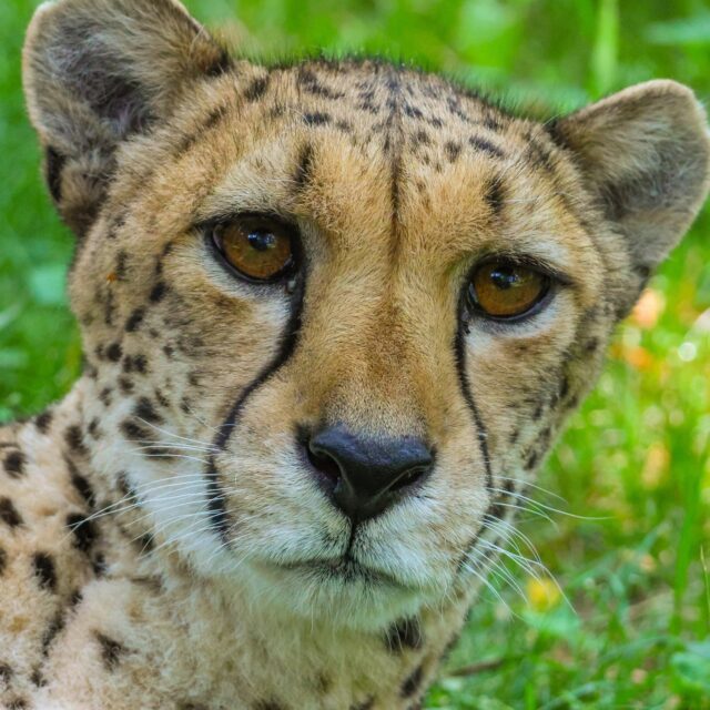 Happy 12th Birthday to our dynamic cheetah duo, Abbey and Jenga! 🥳🎂 These two magnificent cheetah sisters have brought so much joy to our lives. We're celebrating a dozen years of their synchronized naps, playful antics, and beautiful spots. 

At 12, Abbey and Jenga are officially considered seniors and are starting to slow down a bit. As they age, our keepers and vet team are keeping a closer eye on them and providing specialized enrichment, training and care tailored to their needs.  We are grateful for the incredible care they are receiving as they grow older gracefully. 

Join us in wishing our cheetah girls a wonderful birthday!