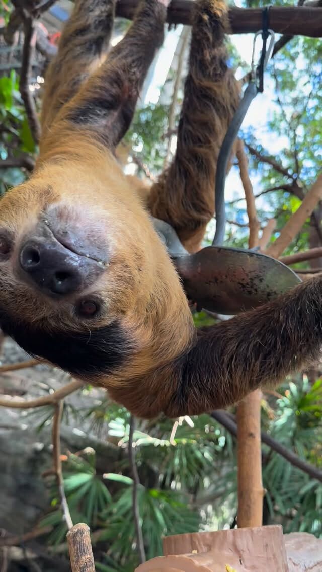 Stop scrolling ✋Boop Riley’s snoot to brighten your day ❤️🦥