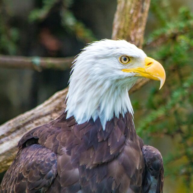 Honoring all who've served this Veteran's Day! Today and every day, all active and military veterans receive 50% off daytime Zoo admission for themselves and up to four immediate family members with valid service ID. We are so grateful for your service!

The Zoo is open from 10 am - 4 pm. Join us today for Food Truck Day at the Zoo: Veteran's Day Celebration from 11am – 3pm. Enjoy delicious food, live music, and come make some wild memories with us!