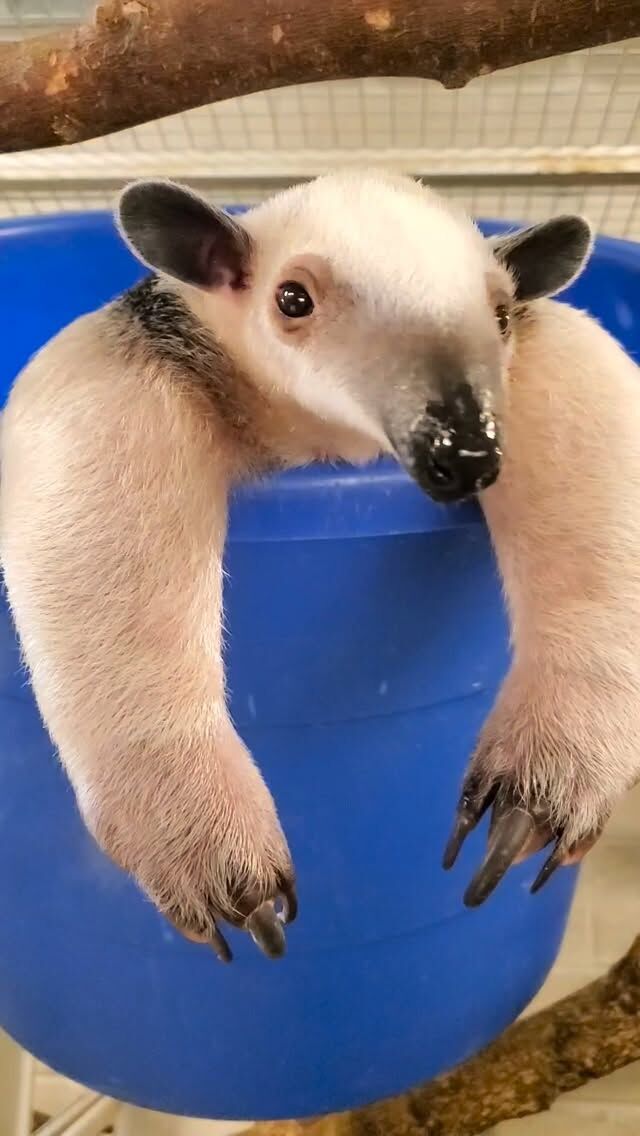 We’re a day late to World Anteater Day, but our enthusiasm for anteaters is endless! 🐜💛
 Giant anteaters and tamanduas might look unusual, but every part of their anatomy is built for life as insect specialists. From claws designed for tearing open termite mounds to tongues that can stretch up to 2 feet! 
Enjoy this video of our long-nosed friends living their best lives! 🥹