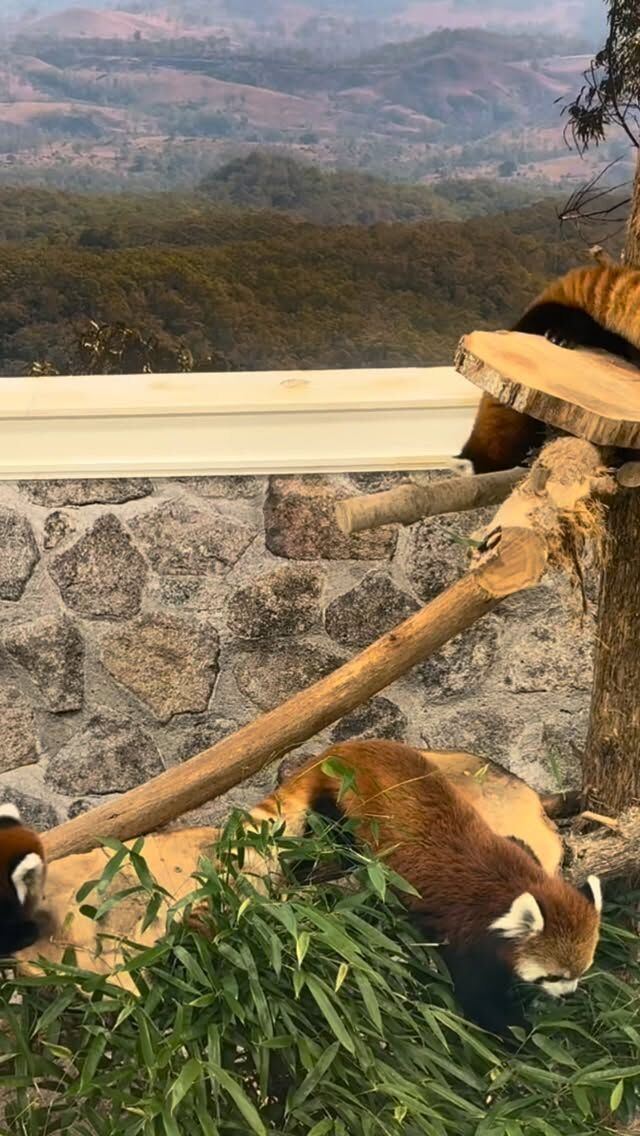 Red panda kits Sokka and Katara are thriving! ❤️ They are loving climbing and exploring with mom Zan. Have you visited them yet? 
•
•
#redpandas #babyanimals #conservation #animallovers