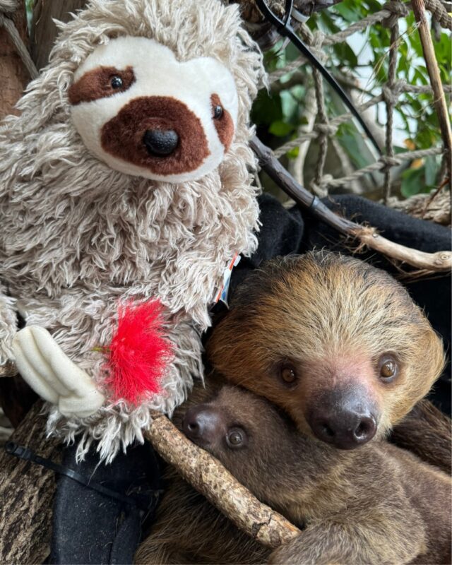 🐾 Snuggles now, Zoo adventure later! 🦥

Give the coziest gift that cares! When you symbolically Adopt an Animal, your loved one gets a super soft plushie to snuggle while you make a difference for real Zoo animals. Now - December 5th, your plush adoption includes TWO FREE Zoo passes ($44 value!) so they can visit their favorite animals in person! 

Every adoption directly funds feeding, vet care, and enrichment. ❤️ Visit link in bio to Adopt now. 

*Please Note: Free Zoo pass offer not valid on Virtual Adopt-an-Animal packages.