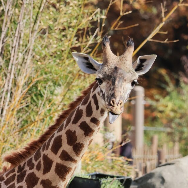 Me already thinking about Thanksgiving dinner all week 😋 What dish are you looking forward to the most?  #TongueOutTuesday