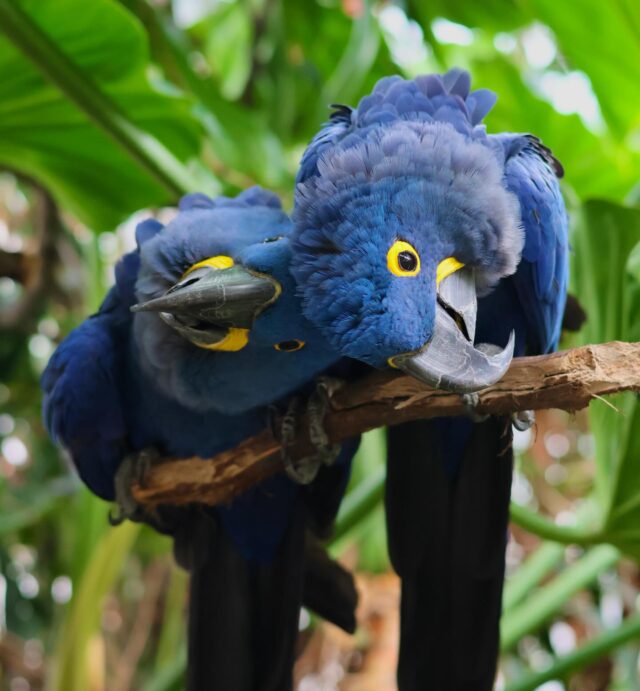 Happy New Year! 🎆 Wishing you a wild and wonderful 2026 💙

Join us in making many more unforgettable memories this year. Plus, admission is 1/2 priced now through the end of February during Winter Wonder Days! ☃️

P.S. The Zoo and the Holiday Lights Spectacular are open today/tonight ✨