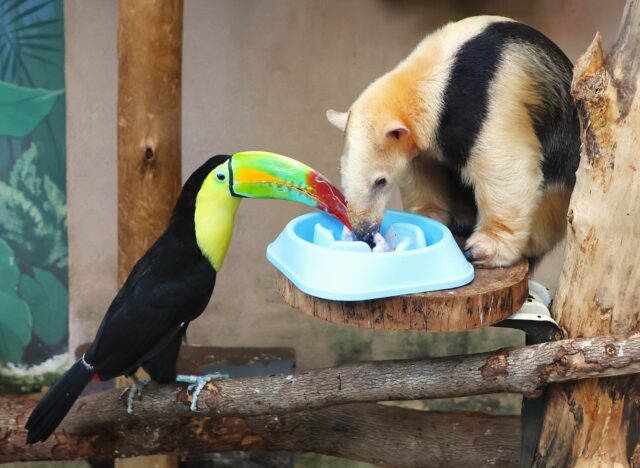 Happy Thanksgiving from our Zoo family to yours! ❤️🍂🥧 Wishing everyone a holiday filled with connection, warmth, and a shared meal with your favorite people (or furry friends). 🥰 

We're thankful for this reminder of togetherness, and especially grateful for the Zookeepers and essential staff working today to make sure every animal is loved, cared for, and fed. 🍗