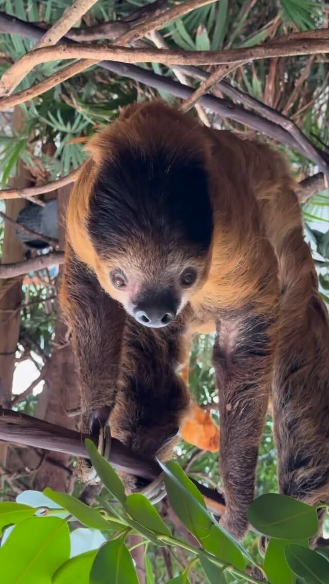 Things are a bit upside down at Roger Williams Park Zoo today! 😳 #StrangerThings #WildlyStrange #AZAintheupsidedown