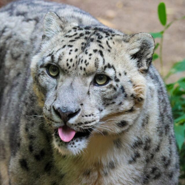 😛 Happy Caturday!