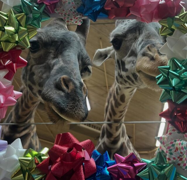 ’Twas the week before Christmas, the giraffes stood tall, all wrapped up in bows, while the gifts weren’t wrapped at all 😅🎁

📸 Keepers Niki and JV