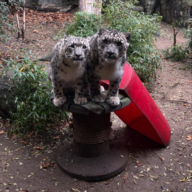 Spotted being absolutely adorable 🐾

📸 Keeper Niki