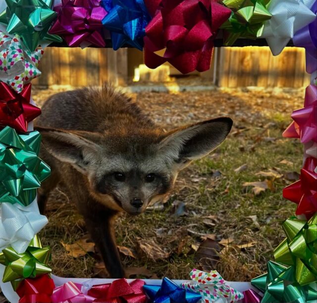 They’ve all made the Nice List, the verdict is clear, they’ve been perfectly wild all throughout the year! 💙 We hope your Christmas Eve is wildly bright, and that Santa Paws is good to you tonight! ✨🎄🎁

P.S. Reminder- The Zoo will be closed tomorrow for Christmas Day.