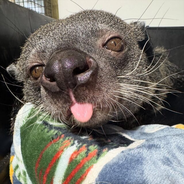 The snuggle is real on this #TongueOutTuesday! Stay warm everyone! ❄️