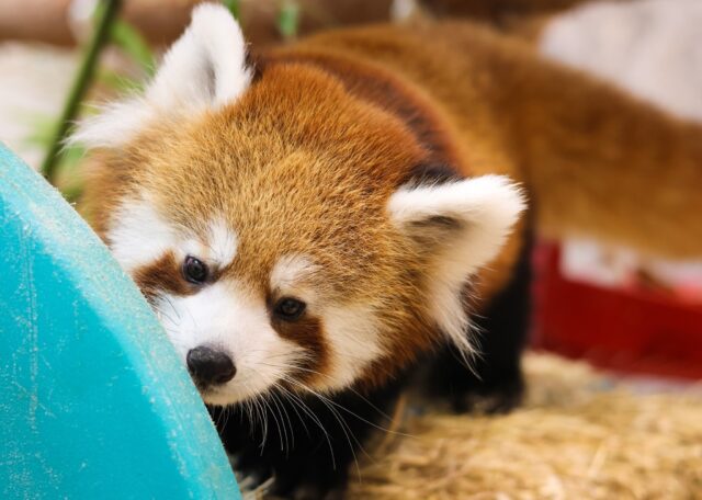 🚨 Our newest arrivals need you this #GivingZOODay! 🚨

The births of Sokka, Katara, and Quint are cause for celebration, but they mean more mouths to feed and specialized care to provide. Help us give these tiny new additions the healthy start they deserve. Your donation directly supports their care and nutrition!

➡️ Donate now at link in bio. Better yet, consider becoming a monthly giver! Consistent support helps us plan for ongoing care all year long. ❤