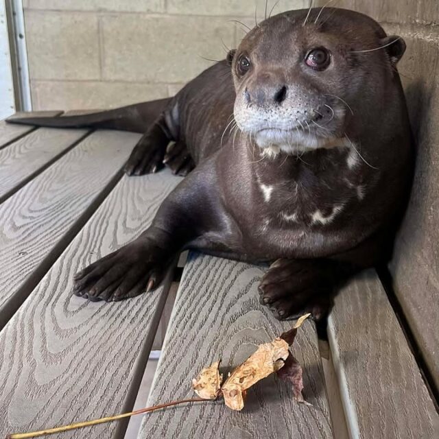 Our Zoo is heartbroken as we share the loss of beloved giant otter, Fernando. At 11 years old, Fernando was considered geriatric, as giant otters typically live 10-13 years. 

Fernando arrived at the Zoo with an old, orthopedic injury that healed abnormally in one of his hind legs. Over time, the injury led to arthritis and an altered gait, which placed undue stress on his feet. These factors resulted in pododermatitis, a painful inflammation of the skin and deeper tissues of the foot.

The pododermatitis was well managed for years thanks to multimodal medical management and the diligent care of his incredible keepers. When his arthritis and pododermatitis worsened a year ago, our veterinary care team employed groundbreaking stem cell therapy to extend his comfort and mobility for another 11 months. 

Our vet department partnered with Michigan State University to develop a stem cell line from a sample of Fernando’s body fat to help treat his arthritis and pododermatitis. These stem cells were injected into Fernando's bloodstream. Treatment was successful and temporarily helped reduce inflammation and alleviate some of the weight-bearing issues, improving quality of life. 

Fernando received a recheck last Wednesday that confirmed the condition of his feet and ankle had worsened. Ultimately, it was determined that there were no further effective treatment options, and our team made the compassionate decision to euthanize Fernando.

Fernando and his older brother, Romo, have lived here since 2018 and are both staff favorites. His big personality always shined through, especially when he was swimming and playing, often showing off to guests with his lively antics. Animal care is closely monitoring Romo as he adjusts to the absence of his brother and companion. Fernando will be so missed by all who knew and loved him.