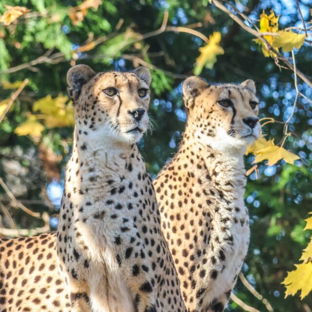 This #InternationalCheetahDay we are racing to spread awareness! Did you know there are fewer than 7,500 cheetahs left in the wild? Threats like habitat loss, illegal pet trade, and human-wildlife conflict have made them Africa's most endangered big cat. 

Our Zoo is proud to be a part of the AZA SAFE (Saving Animals From Extinction) Cheetah program. Supporting accredited zoos means you are supporting a global network working tirelessly on research, funding, and education to ensure the cheetah can win its race against extinction. Help us spread the word to #SavetheCheetah!
