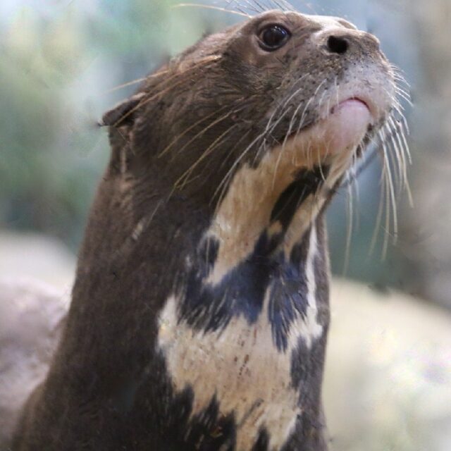 We are deeply saddened to share the passing of Romo, our nearly 14-year-old giant otter on December 6th. Romo was considered geriatric in the giant otter world, where the life expectancy in human care typically ranges from 10 to 13 years.

Earlier in the year, Romo’s zookeepers noticed a shift in his behavior; he was eating less and seemed less energetic. A comprehensive medical evaluation, including an ultrasound, revealed masses in his spleen, later confirmed to be cancerous.

Our animal care team reached out to a network of veterinary oncologists to explore treatment options. The consensus was to try oral chemotherapy, a treatment that has shown some promise in dogs. Thanks to this oral chemotherapy, supportive care, and the dedicated attention of his keeper and veterinary teams, his condition was successfully managed for many months.

Following the recent loss of his brother, Fernando, staff closely monitored Romo’s well-being, keeping him enriched, engaged, and supported as he adjusted to life without his longtime companion. Unfortunately, in recent days, his keepers noticed a sudden decline in his activity. An emergency exam revealed that his cancer had advanced significantly and spread to other organs. With no remaining options to preserve his quality of life, the difficult decision was made to humanely euthanize Romo. He was surrounded by the keepers who cherished and cared for him throughout his life.

Siblings are often very different in personality; where Fernando was larger than life, Romo was a quieter wingman who made his care team work just a little harder to win his heart. Romo was always eager to learn and happily engaged with his keepers. His smart, willing spirit made him one of a kind.

For all who visited, Romo and Fernando left a lasting mark. They inspired a profound appreciation for this magical species and their essential role in the ecosystems they call home. We are grateful to every staff member who provided them with exceptional care. They were beloved members of our Zoo family, and their memory lives on in the work we do.