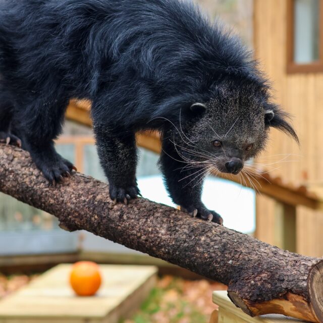 Binturongs are back! 🎉 The wait is over- the new and improved binturong habitat is officially complete, and Ricky and Poppy are settling in wonderfully. Be sure to stop by and say hello during your next visit! 👋🏼

This upgrade includes a cozy and spacious new holding building, enriching climbing structures, and a new pool for them to use seasonally. Their keepers also now have a more spacious workspace and an improved system for shifting the binturongs in and out of holding. These improvements will ensure that Poppy and Ricky are truly thriving in their new home!

Shout out to our operations team for all of their hard work and dedication on this project! 👏🏼