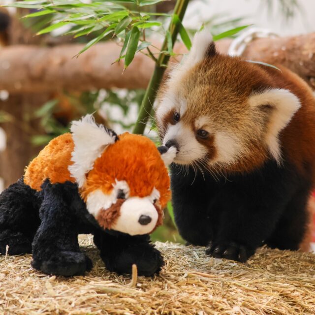 Need a pand-tastic gift idea? 🎁 Explore our Zoo Gift Guide for one-of-a-kind gifts and experiences to share with the animal lovers on your list this holiday season: Link in Bio🎄