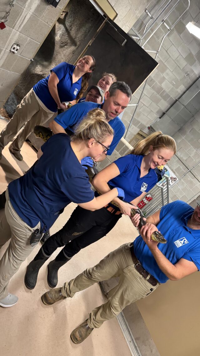 A routine checkup for Fauna, our green anaconda, is a whole team effort! 💪🐍 It took 7 keepers and 3 vets to complete this checkup including blood draws, visual exams, and weight and length checks! Fauna is in great health- she weighed in at a whopping 52.5 pounds and is 11ft, 3in long. 😳

These routine wellness exams are an essential part of preventative care for all of our animals! They allow our veterinary team to monitor growth, track changes, catch any potential concerns early, and ensure that each animal is happy and healthy. Great work team! 👏