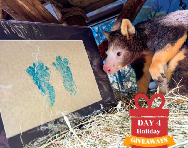 Get ready for a truly unique prize! ONE winner will receive an exclusive, limited-edition painting created by our very own Matschie's tree kangaroo! Plus, we're including a pair of Zoo daytime tickets so you can visit! 🧡

TO ENTER:
❤️Like this post.
🐾Comment with your fav animal emoji

NOTE: Winner must be able to pick up the prize at the Zoo. Winners will be notified via DM tomorrow afternoon.

⚠ No purchase necessary. This promotion is in no way sponsored, endorsed or administered by, or associated with Meta. We will never ask for any financial information or to click external links. Please beware of potential scams.