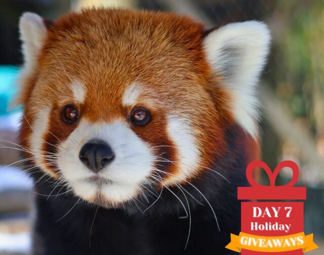 🥳 We've saved the best for last! Unlock a whole year of wild adventure - ONE lucky winner will receive a Family Level Membership for a whole year of unlimited Zoo fun, plus train ride tickets to enjoy during your visits!

FINAL CHANCE TO WIN:
❤️ Like this post.
🎉 Tell us why you love visiting the Zoo!

Thank you for celebrating the holidays with us! Stay tuned for the final winner announcement tomorrow! 

⚠ No purchase necessary. This promotion is in no way sponsored, endorsed or administered by, or associated with Meta. We will never ask for any financial information or to click external links. Please beware of potential scams.